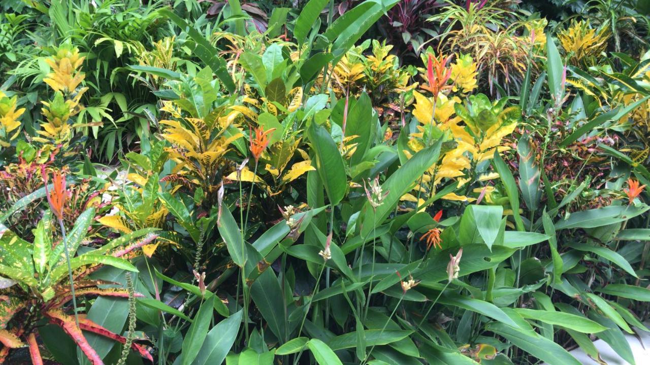 Flor De Paraiso * Montezuma